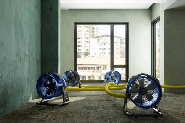 Best Basement water damage restoration  in Hlsboro, IL